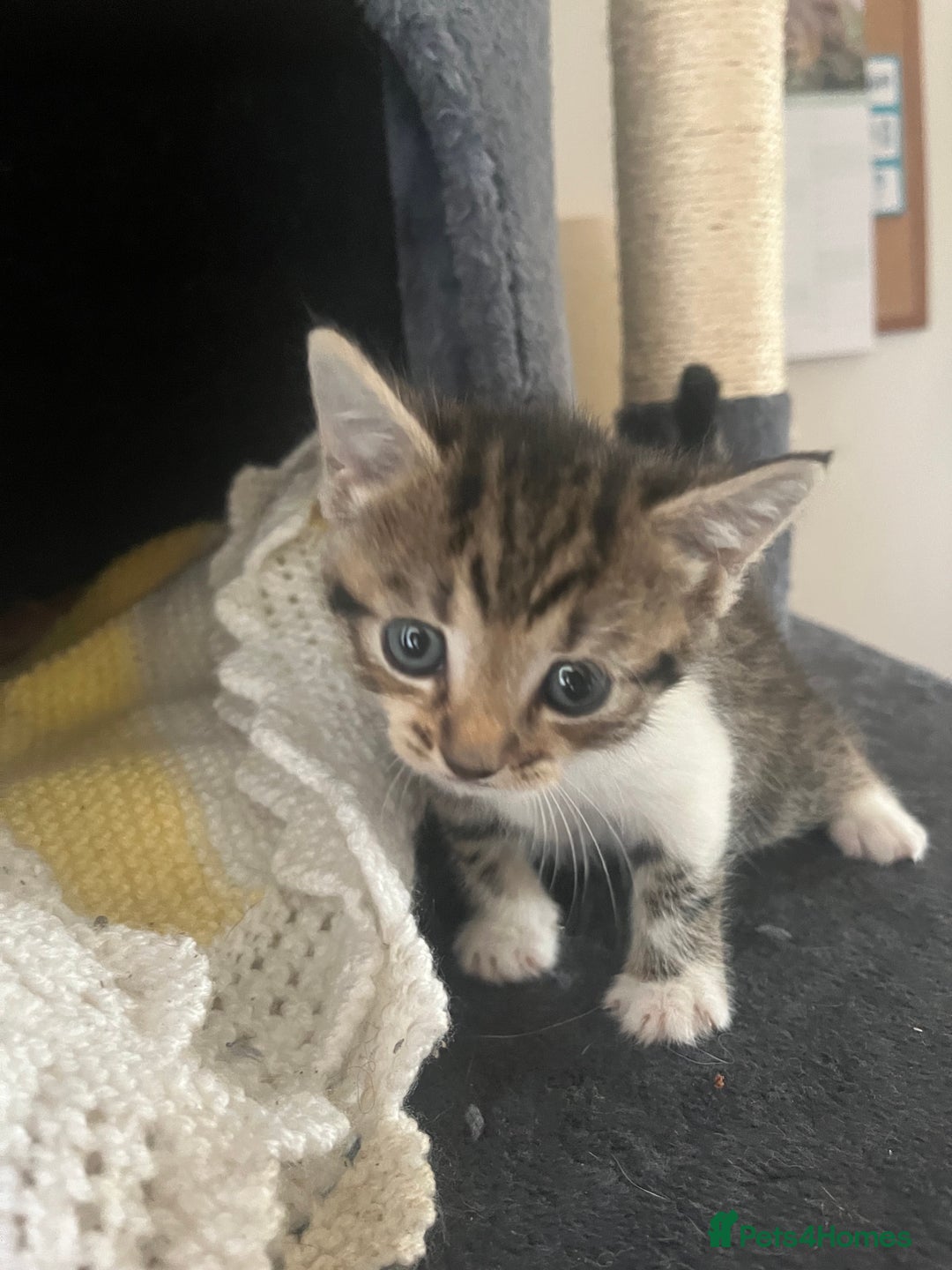 Mixed Breed cats for sale: Tabby cross kittens  - Image 1