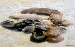 Labrador Retriever dogs for sale: Stunning Labrador Puppies from DNA Clear, 0/0 Mum - Image 5