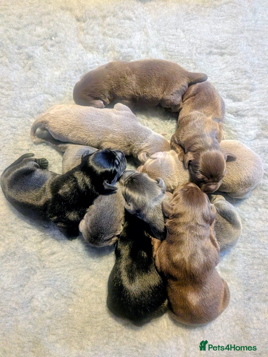 Labrador Retriever dogs for sale: Stunning Labrador Puppies from DNA Clear, 0/0 Mum - Image 5