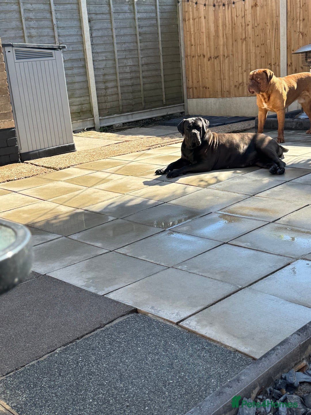 Mixed Breed dogs for sale: Bronson and nellie - Image 3