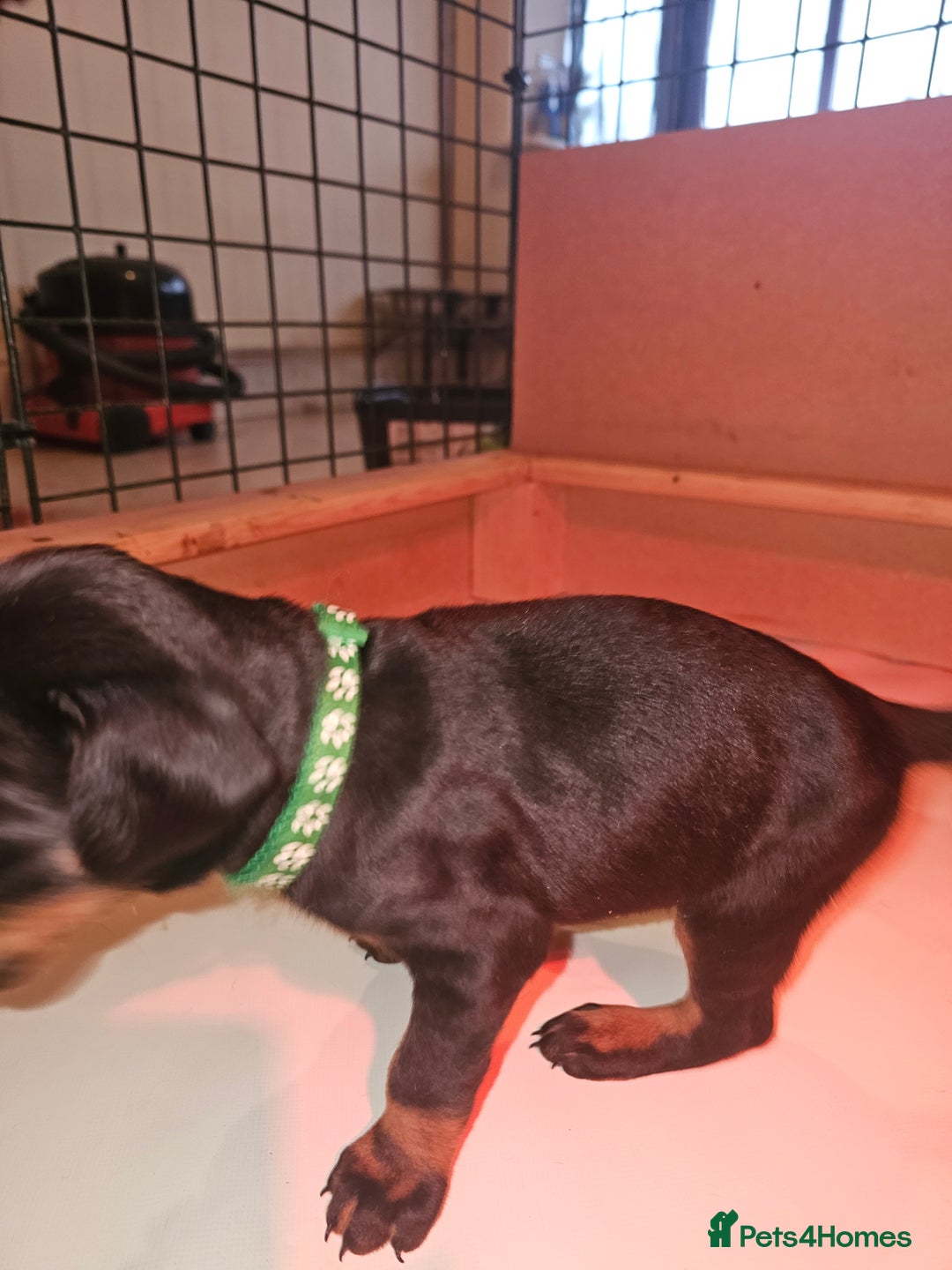 Dobermann dogs for sale: ☆☆DOBERMAN PUPPIES FOR SALE ☆☆ - Advert 4