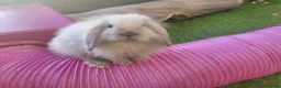 Mini Lion Lop rabbits for sale: Stunning Mini Lion Lops - READY SATURDAY - Advert 9
