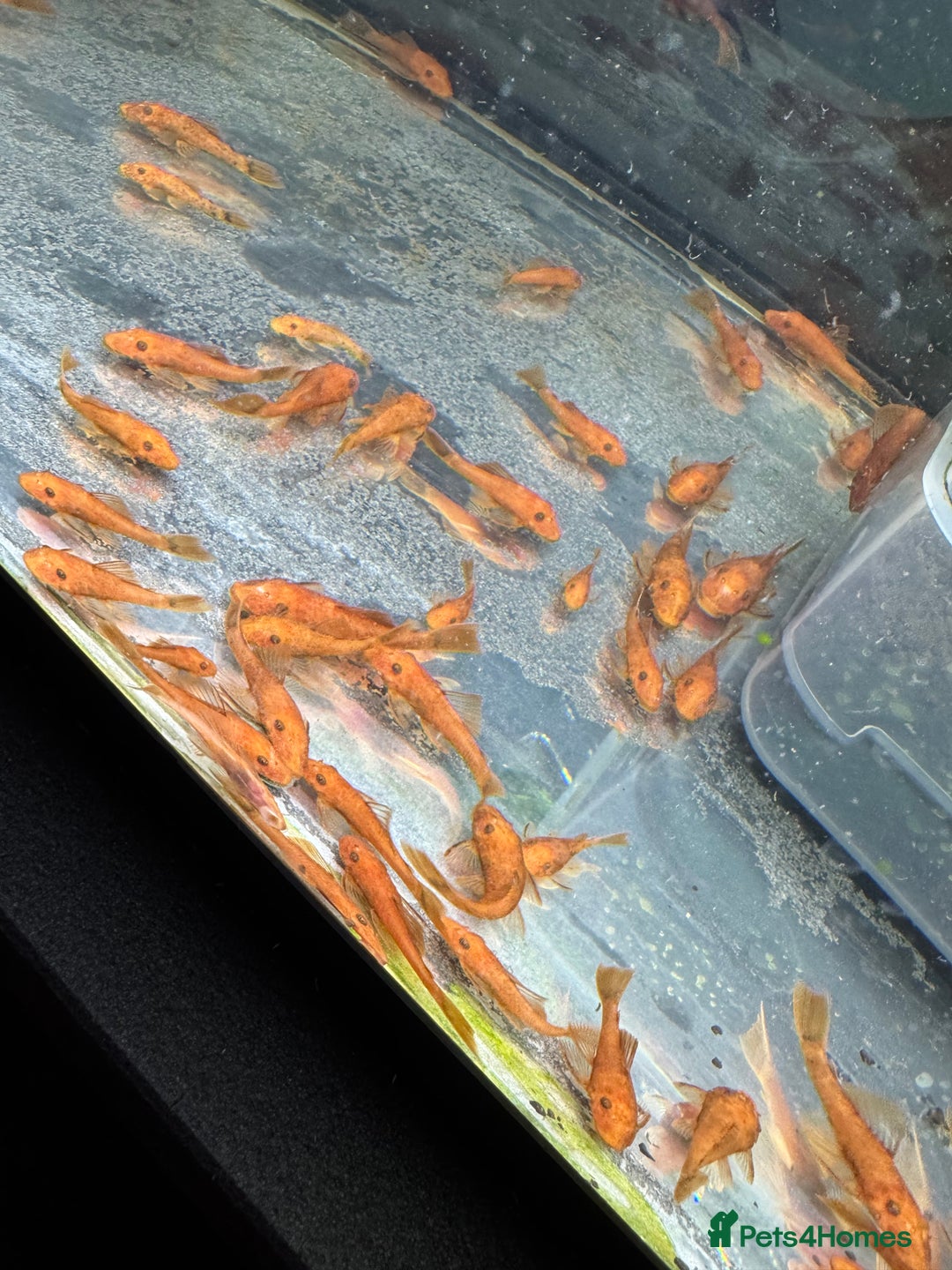 Plecos fish for sale: Super red bristle nose plecos  - Image 3