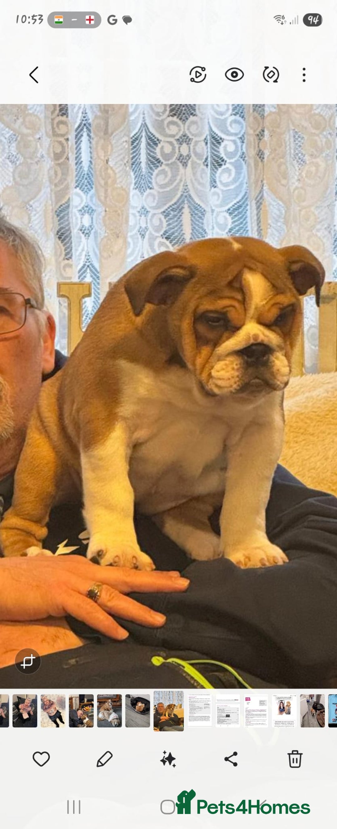 English Bulldog dogs for sale: English bulldog  - Advert 2