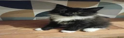 Domestic Shorthair cats for sale: 2 female 2 male kittens ready for their new home  - Advert 3