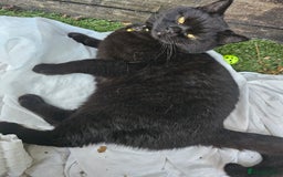 British Shorthair cats for sale: Black British Shorthair  in Sowerby Bridge - Image 13