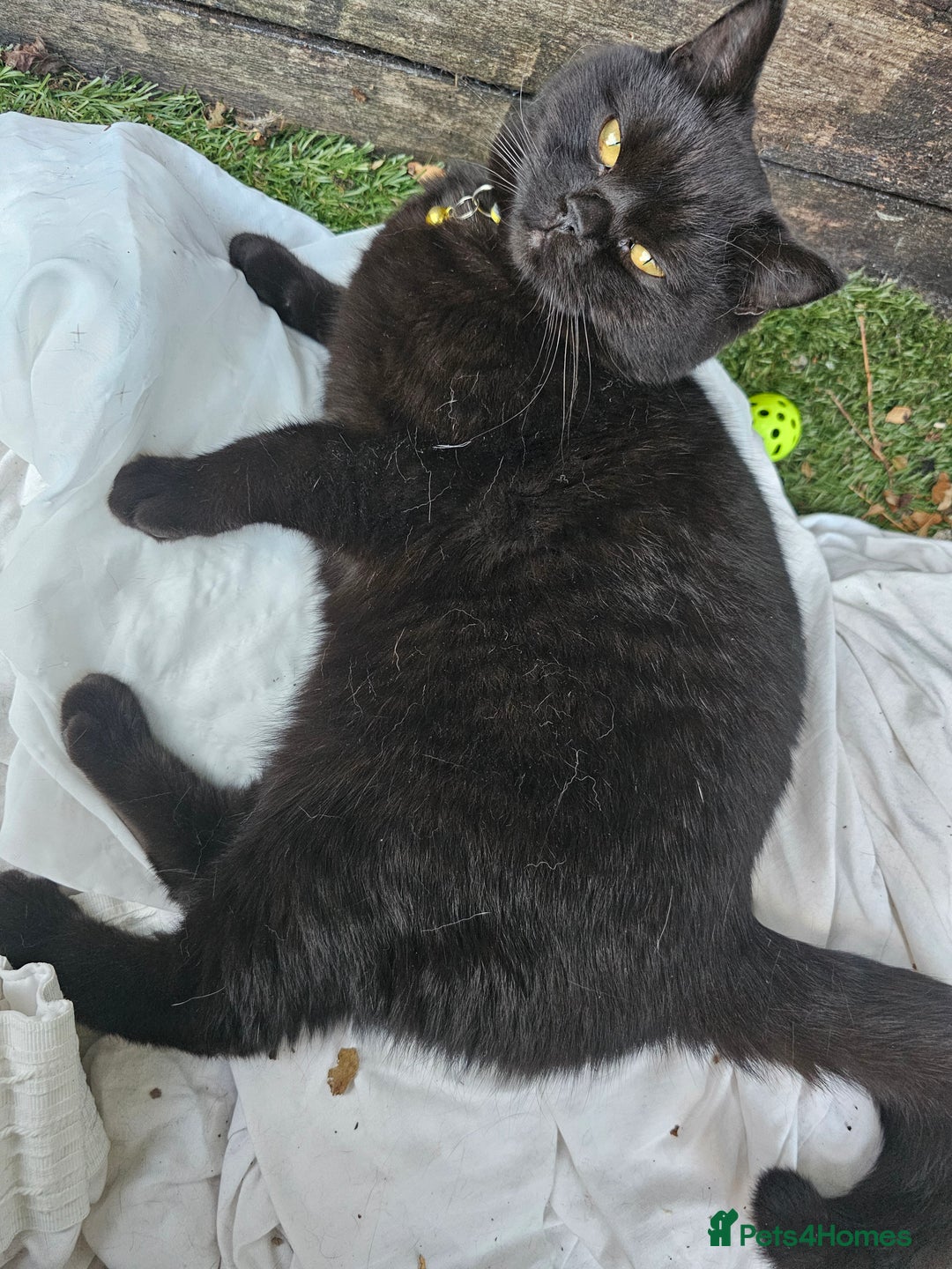 British Shorthair cats for sale: Black British Shorthair  in Sowerby Bridge - Image 13