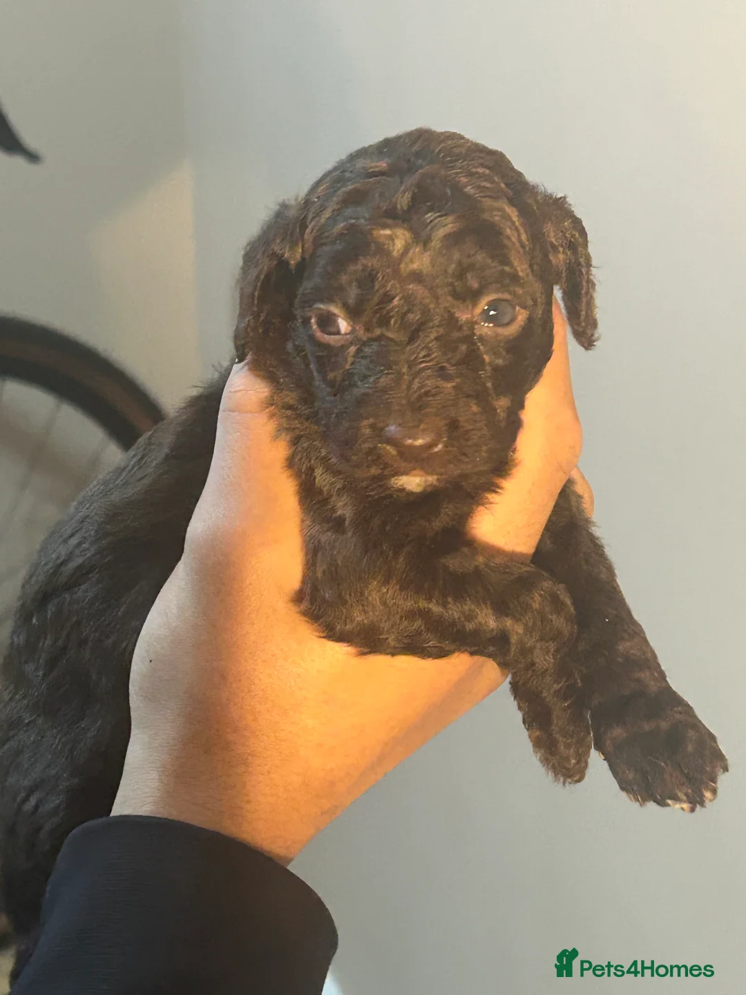 Cockapoo dogs for sale: Beautiful cockpoo - Advert 7