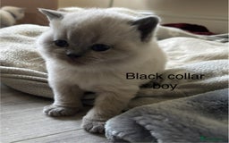British Shorthair cats for sale: GGCF British shorthair Blue colourpoint kittens  - Image 13