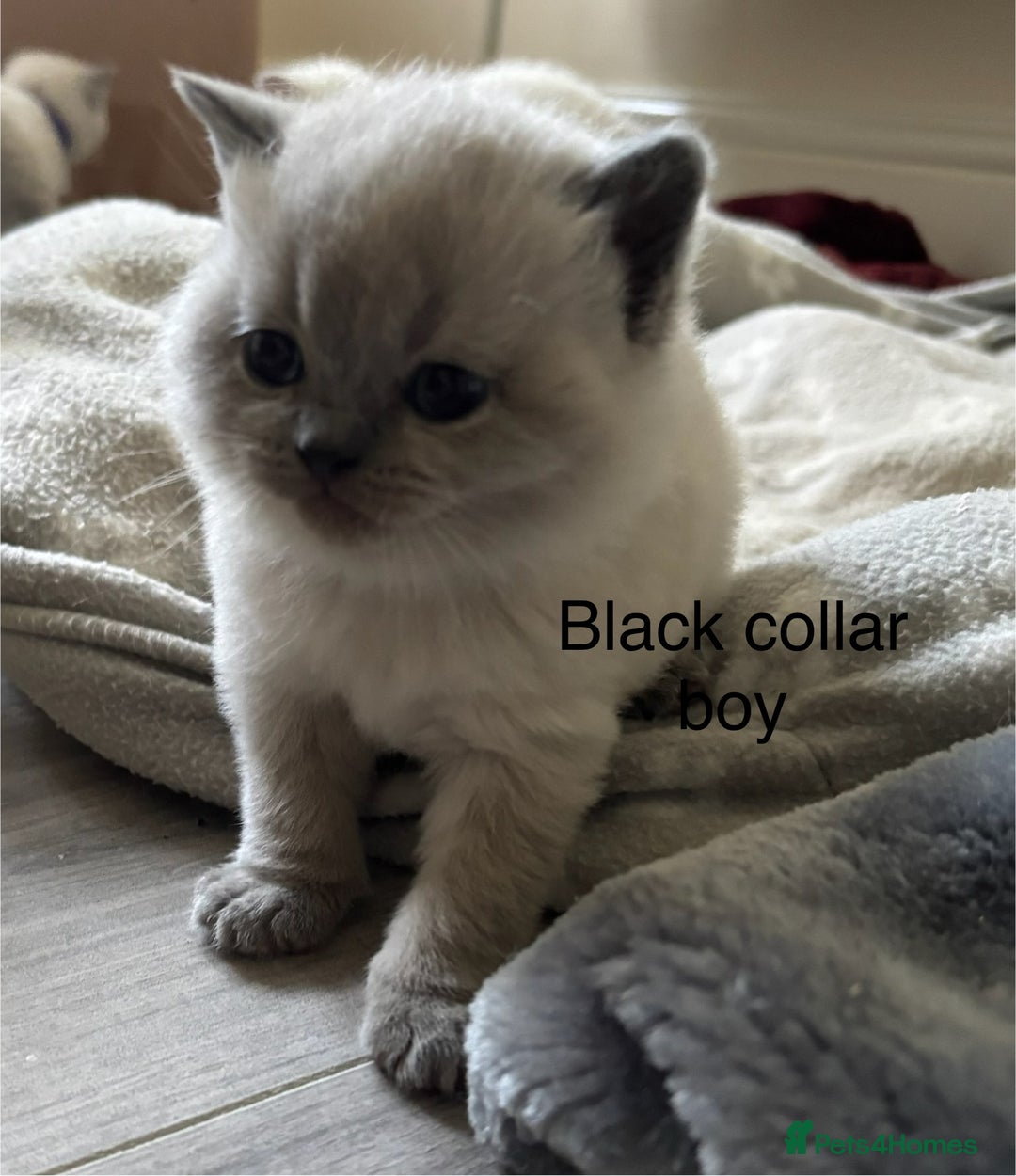 British Shorthair cats for sale: GGCF British shorthair Blue colourpoint kittens  - Image 13