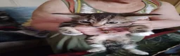 Mixed Breed cats for sale: 5 kittys  - Advert 20