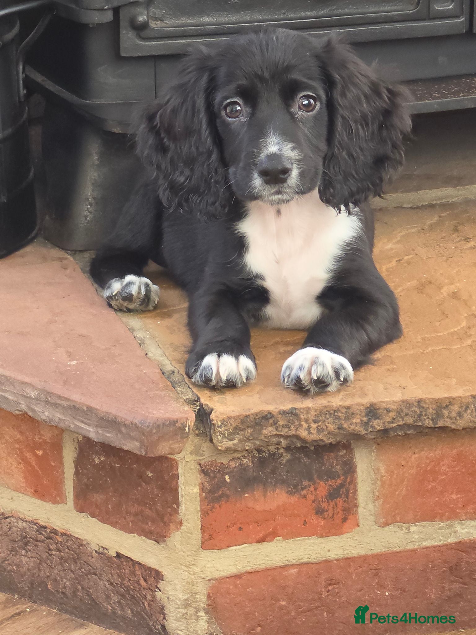 Cocker Spaniel dogs Cockerspaniel pups ready now quick sale - Advert 5