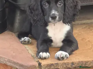 Cocker Spaniel dogs Cockerspaniel pups ready now quick sale - Advert 5