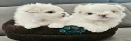 Maltese dogs for sale: Korean Line Maltese Puppy's  in Birmingham - Advert 5