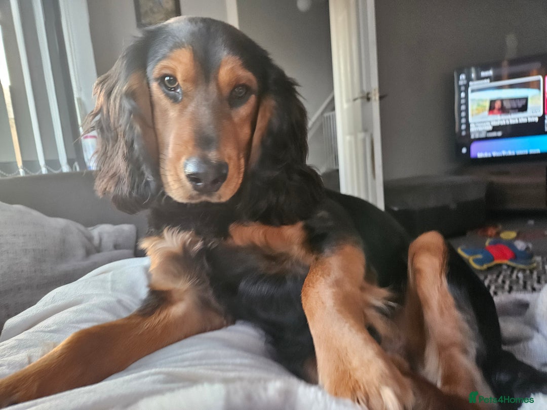 Mixed Breed dogs for sale: Working Basset hound x Show Cocker spaniel - Image 5