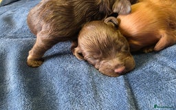 Cockapoo dogs for sale: Cockapoo puppies - Image 2