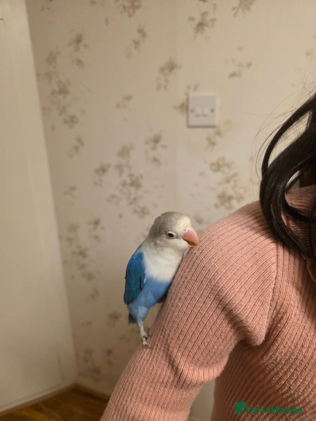 Lovebirds birds for sale: Fischer Love bird to sell  - Advert 9