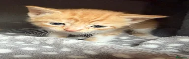  Ginger female 2 