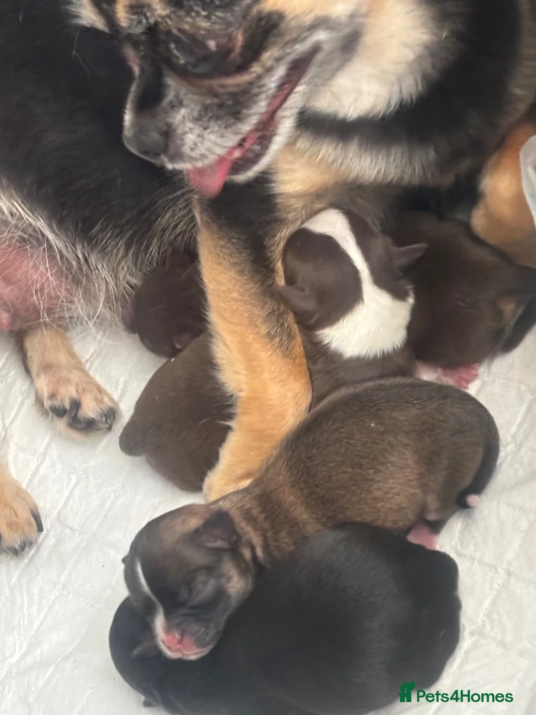 Chihuahua dogs for sale: Apple Head Chihuahua Puppies  in Chelmsford - Advert 1