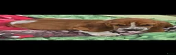 Basset Hound dogs for sale: Basset hound pups kc reg.European lines - Advert 5