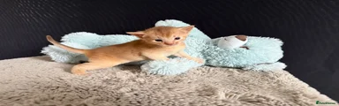 Abyssinian Kitten 1