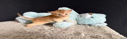 Abyssinian cats for sale: TICA reg rarest colours Aby kittens boys and girls - Advert 16