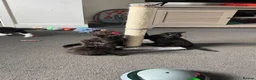Mixed Breed cats for sale: Kittens for sale  - Advert 14