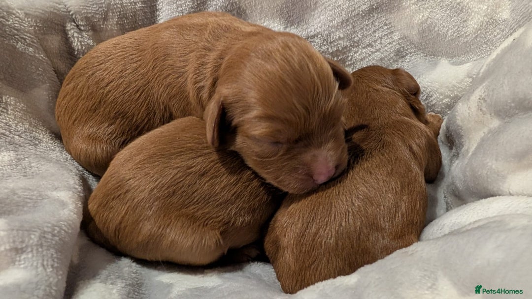 Cavapoo dogs for sale: Rare extensively health tested F1 cavapoos  - Image 33