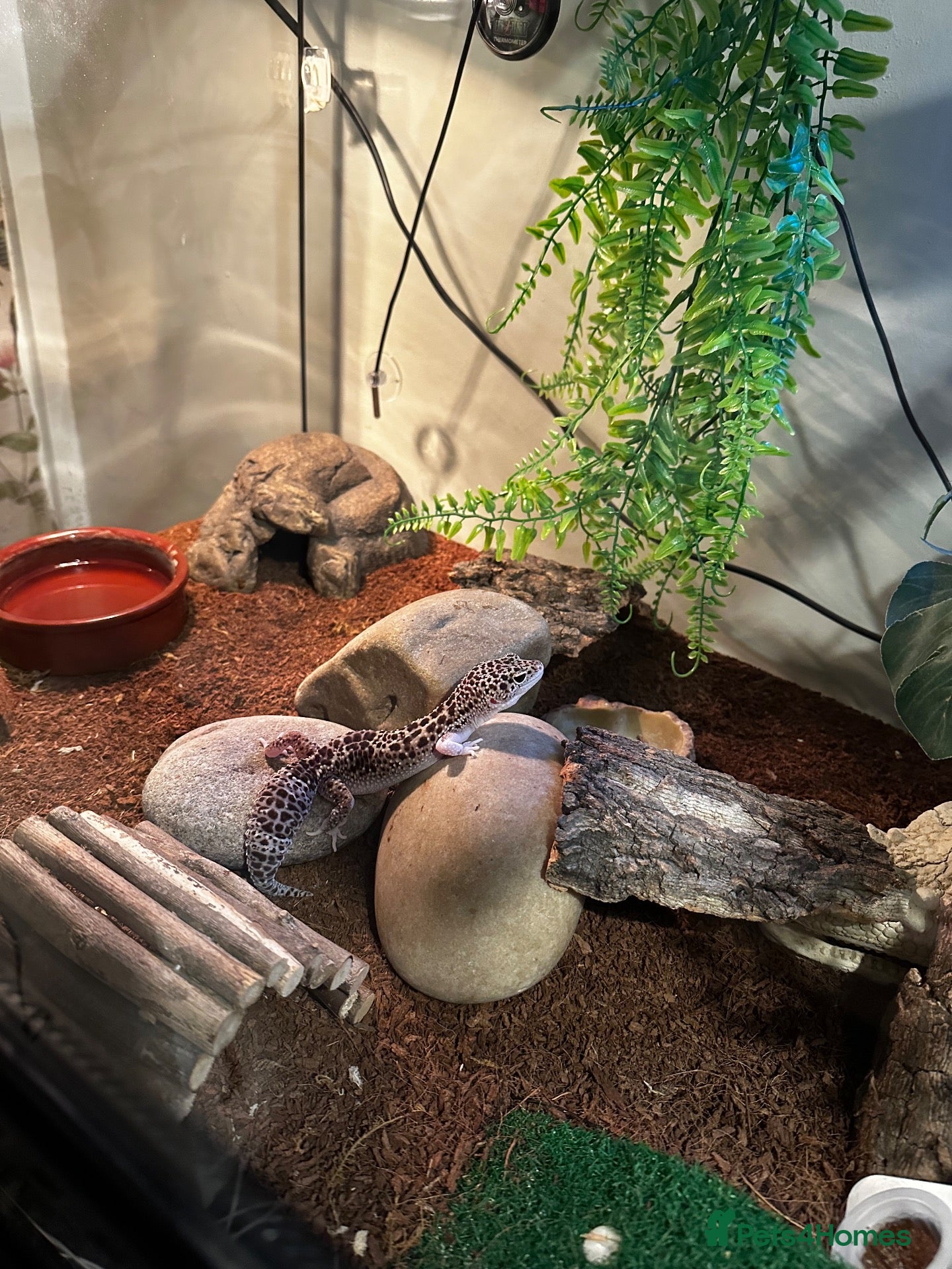 Leopard Gecko reptiles Leopard geko - Advert 1