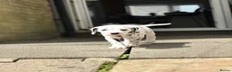 Dalmatian dogs for sale: Last one Beautiful KC Registered Dalmatian Puppie  - Advert 22