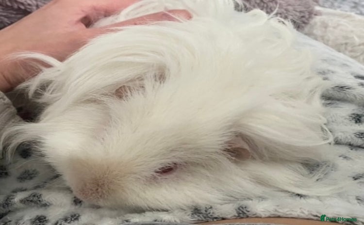 Guinea Pig rodents - Advert 15