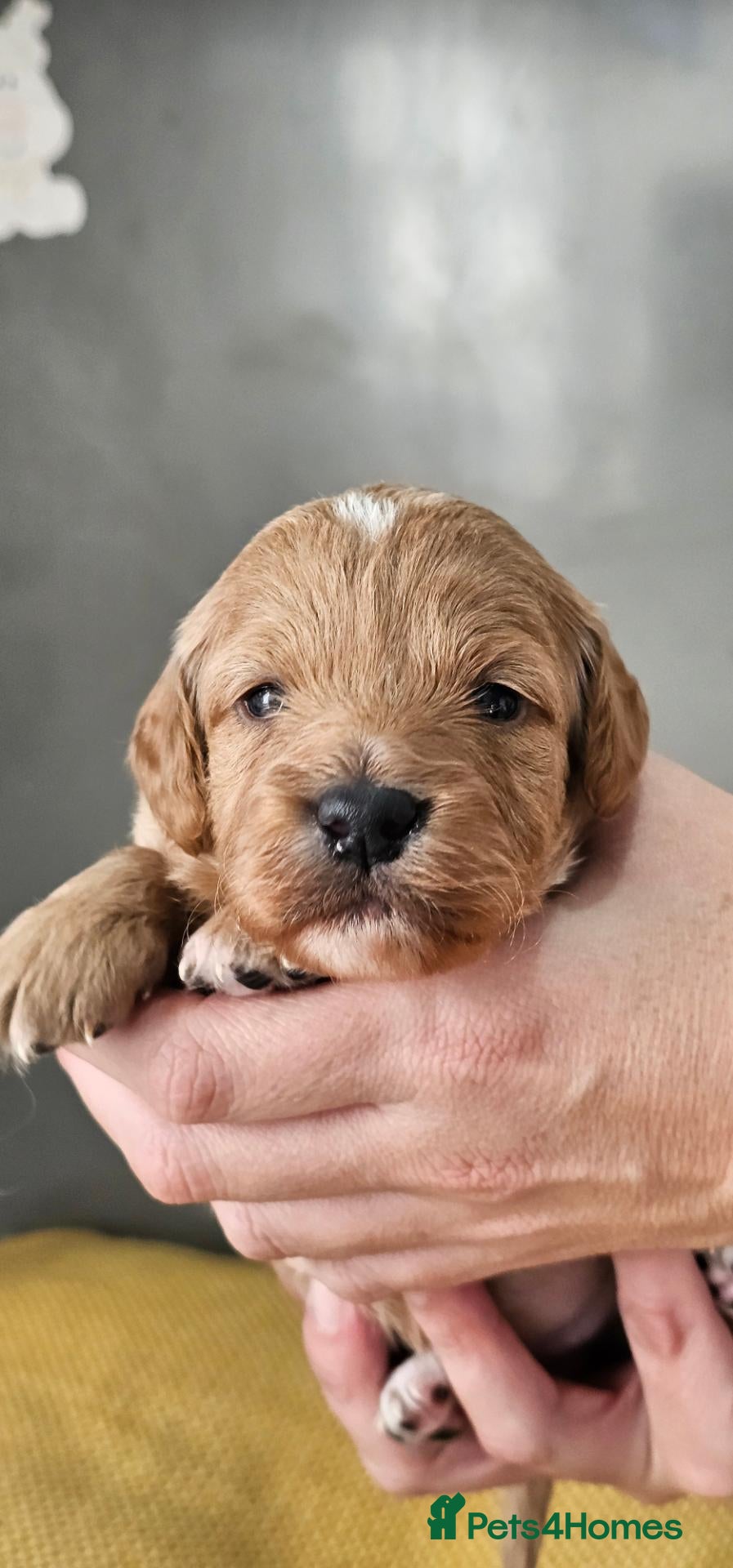 Cockapoo dogs F2B Merle Cockapoo Puppies - Girls & Boys - Advert 2