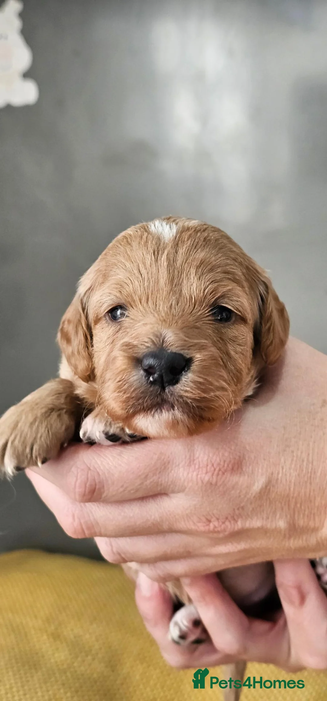 Cockapoo dogs for sale: F2B Merle Cockapoo Puppies - Girls & Boys - Advert 2