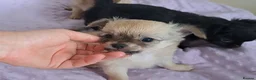 Chihuahua dogs for sale: Long Coat Chihuahua pups - Advert 22