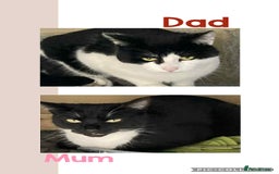 Mixed Breed cats for sale: ⭐ Gorgeous playful kittens ⭐  - Image 4