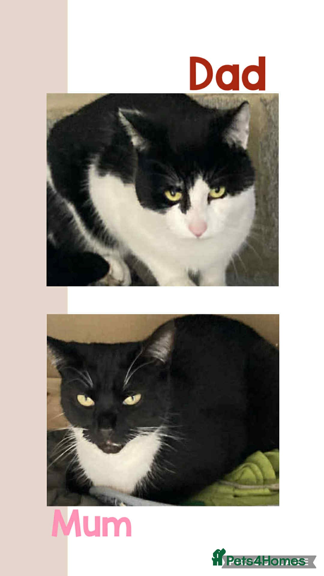 Mixed Breed cats for sale: ⭐ Gorgeous playful kittens ⭐  - Image 4