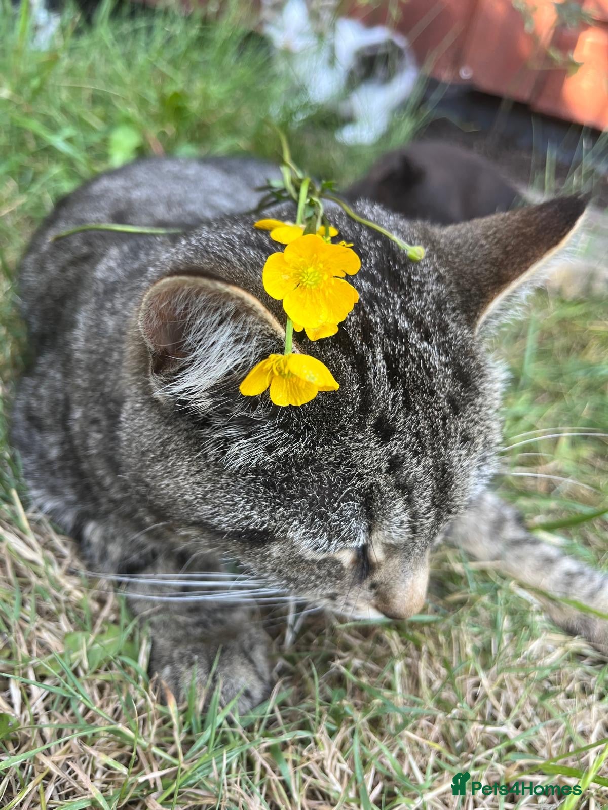 Mixed Breed cats for sale: Gorgeous Tabby Kittens - 3 Left - Advert 20
