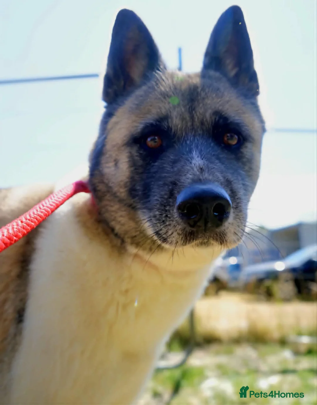 Akita dogs for adoption: Awesome Ada, 5 years old - Advert 1