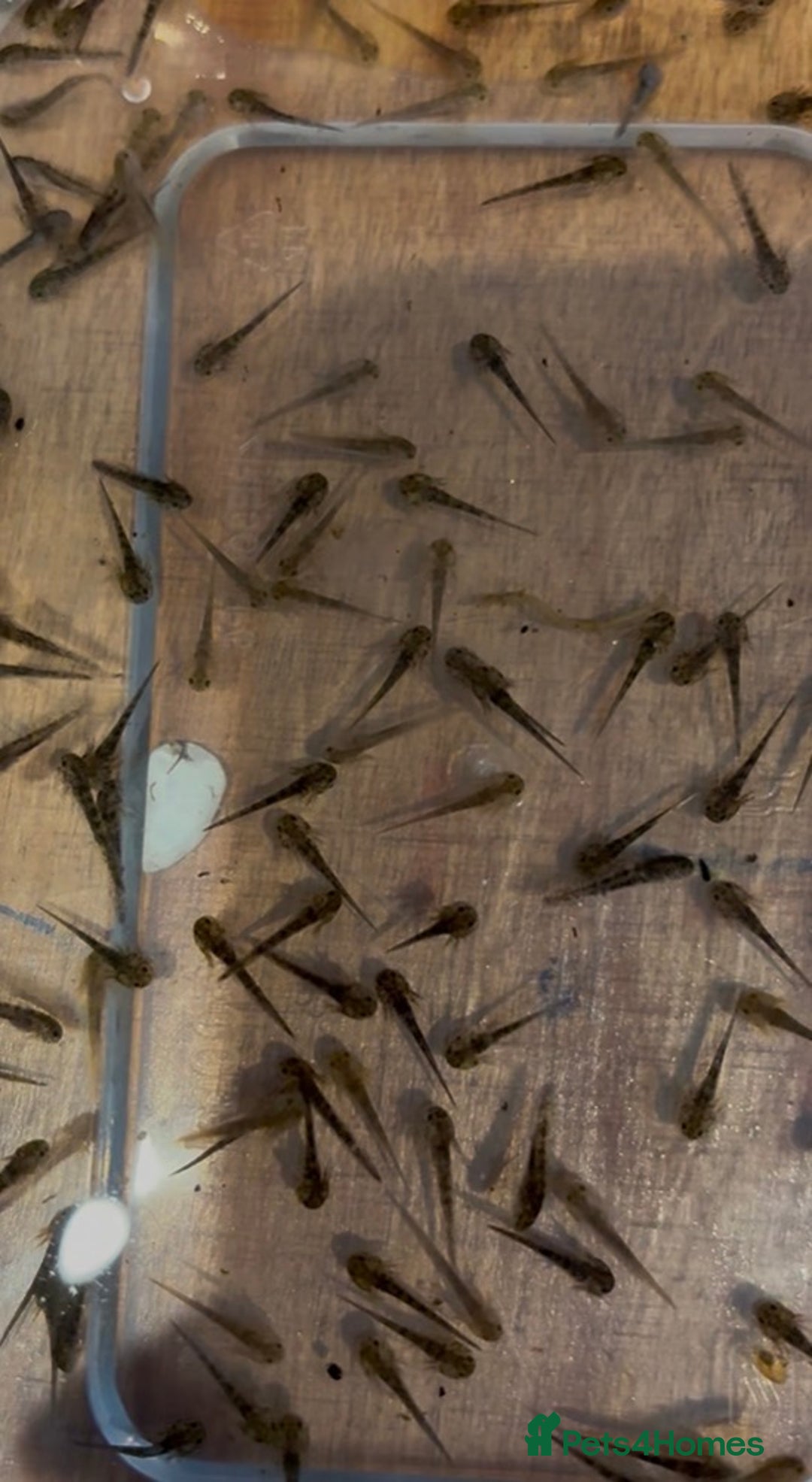 Axolotl reptiles for sale: Baby axolotl for sale  - Advert 2