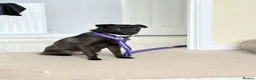 Mixed Breed dogs for adoption: Grace - Poringland Norfolk  in Norwich - Advert 12
