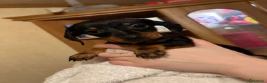 Black & Tan Boy 2 