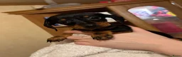 Miniature Dachshund dogs for sale: 3 Little Babies Looking For There Forever Homes - Advert 3