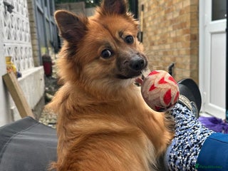 Mixed Breed dogs Dog for rehoming - Advert 6