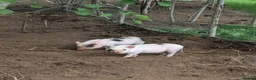 Pig livestock for sale: Julianna Micro 't-cup' piglets  - Advert 6