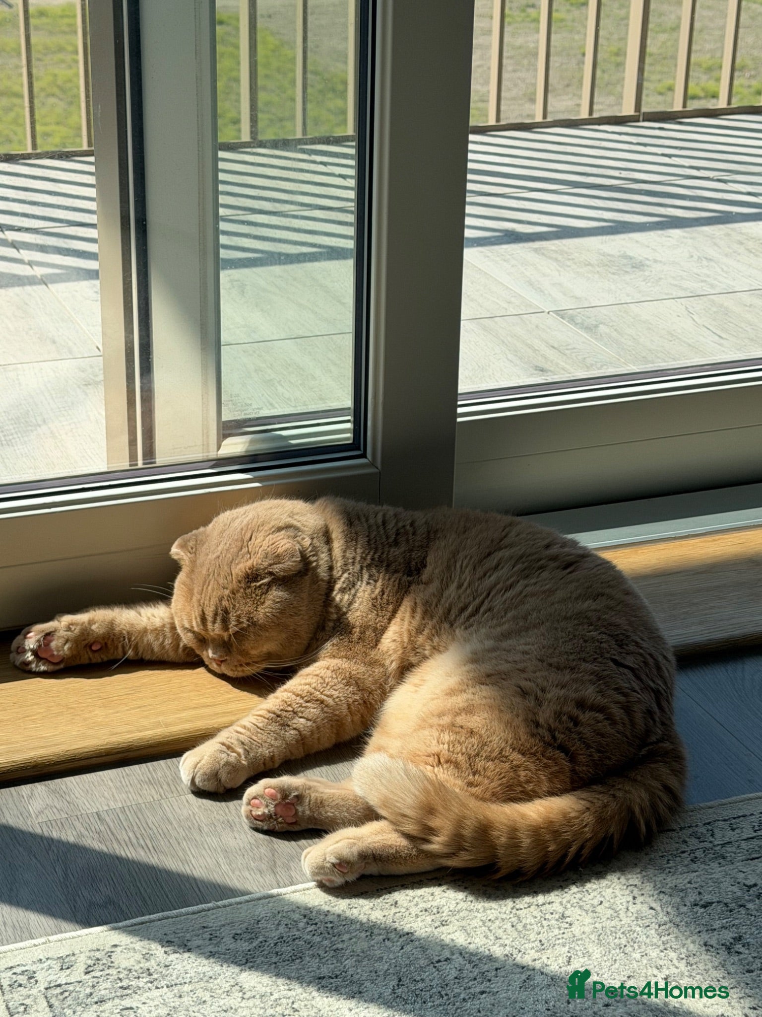 Scottish Fold cats SCOTTISH FOLD FOR SALE - Advert 2