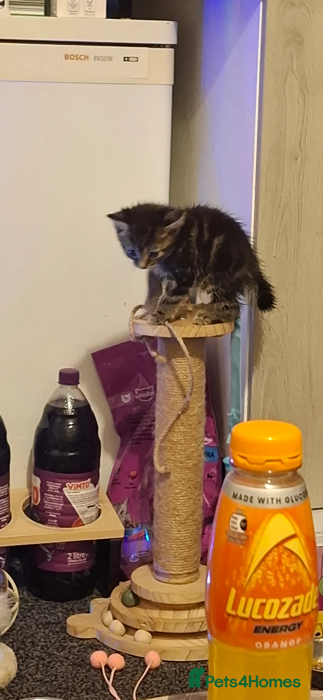 Bengal cats for sale: Bengal boy crosd - Advert 8