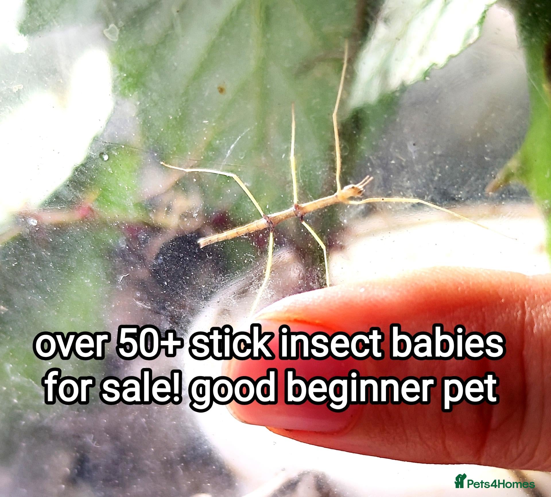 Stick Insects invertebrates Juvenile Vietnamese stick insects for sale - Advert 1