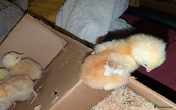 Chickens poultry for sale: Mixed breed chicks and Silkies - Image 13