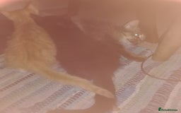Mixed Breed cats for sale: CLEVER, PRETTY KITTENS READY FOR THEIR NEW HOMES - Image 12