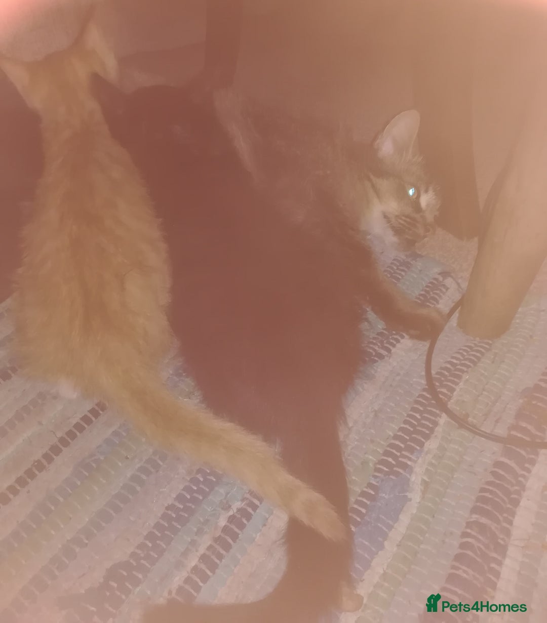 Mixed Breed cats for sale: CLEVER, PRETTY KITTENS READY FOR THEIR NEW HOMES - Image 12